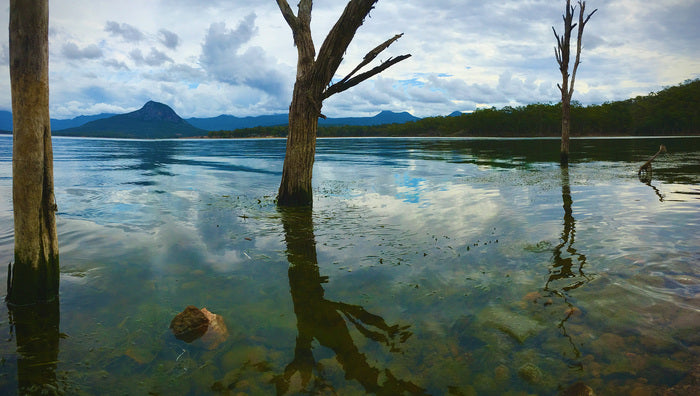 Lagoon with trees partially submerged in water, mountains in the background