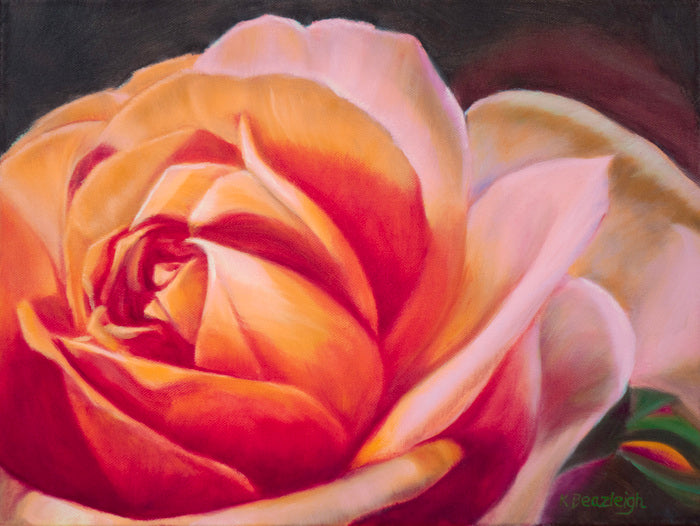 Close-up of a pink and orange rose with a dark background