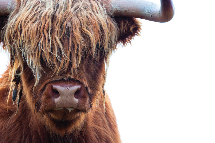 Close-up of a Highland cow with a blurred background