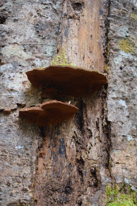 FUNGUS ON THE TREE