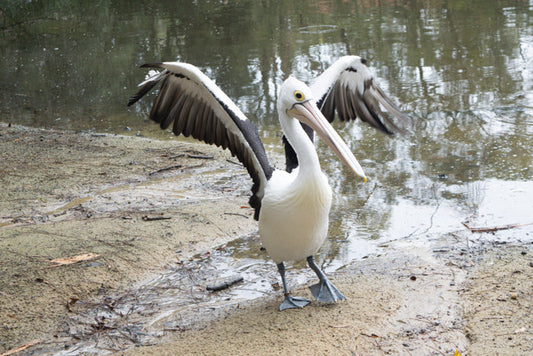 PELICAN SPREADING WINGS