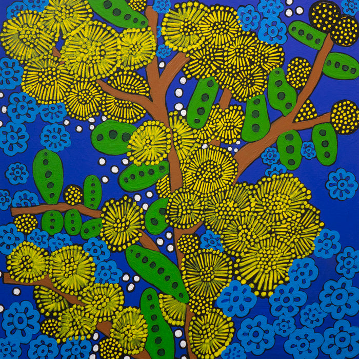 GOLDEN PENDA WATTLE FLOWERS